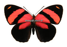 Unmounted Butterfly/Nymphalidae - Callicore cynosura, male, A- picture