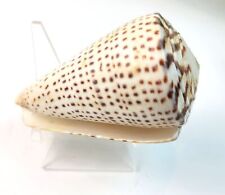 Conus Leopardus Vintage Seashell Large 110mm Natural Shell JH1359 picture