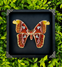 Taxidermy Insect Atlas Moth Framed for Corner Shelves Entomology Decor picture