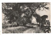 Postcard ME Fryeburg The Big Willow Dirt Road Vintage Maine picture