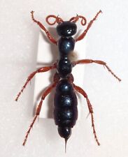 TOP RARITY Diamma bicolor Blue Bottle Ant 20.2mm Australia Mutillidae Velvet Ant picture