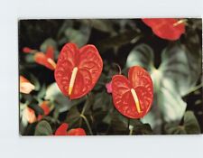 Postcard Red Anthurium Hawaii USA picture