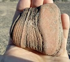 8.16 oz Stromatolite   Fossil Arizona Lapidary Bullhead City picture