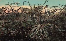 Pelican Building Nest in Mangrove Tree Miami Florida FL 1916 Postcard picture