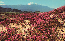 CA California Desert, Pink Blooming Sand Verbenas, Spring, Vintage Postcard picture