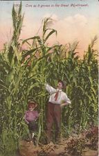 Growing Corn in the Great Northwest - Farming, Corn Stalks picture