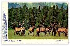 Wapiti Elk Herd Postcard picture