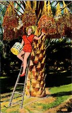 Postcard: Indio, CA Beautiful Blonde Woman on Ladder & Date Tree picture