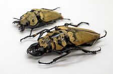 Beetle - Cerambycidae - Trictenotoma Childreni (Pair) - Trus Madi, Sabah, Borneo picture