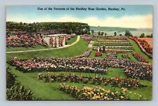POSTCARD One of the Terraces of the Hershey Rose Garden, Hershey, Pa. picture