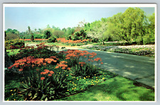 c1960s Los Angeles Arboretum Arcadia California African Daisy Vintage Postcard picture