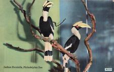 Philadelphia Pennsylvania, Indian Hornbills Philadelphia Zoo, Vintage Postcard picture
