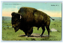1912 Picture of American Bison, Day Scene, Buffalo New York NY Postcard picture