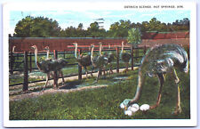 Postcard  AR Ostrich Mother Tending to Her Eggs Hot Springs c.1920's  J12 picture