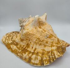 VINTAGE Conch Seashell  Florida Keys 11 Inches~nice~ picture