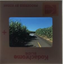 1970s Kodachrome Slide Car on Road Surrounded by Tall Green Plants picture