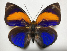 AGRIAS PHALCIDON EXCESIOR***** male Nr. 2  ****BRAZIL picture