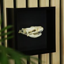 XL White Lipped Pit Viper snake skull skeleton frame Gothic  Bones Taxidermy picture