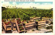 Vintage Postcard- Pineapple Groves, FL UnPost 1910 picture