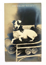 Antique Postcard, Dog portrait, Who Called Rugby, RPPC, M. C. Hartman, c1908 picture