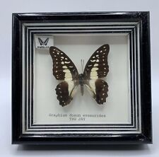 Mounted Framed Butterfly - Graphium Doson Evemorides - The Jay ~ 5x 5.5x1 3/8 picture