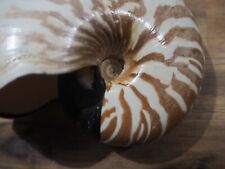 Shell Collection Nautile Nautilus Macromphalus Shell New Caledonia 15.5cm picture