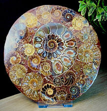 Large Fossil Disc 416 Million Year Old Ammonites Conch Crystal Specimens In Disc picture
