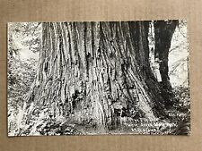 Postcard RPPC Orick California Prairie Creek State Park Elk Tree Redwood Vintage picture