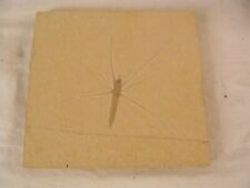 Authentic Giant Ancient Water Strider Insect Fossil W/ Stand picture