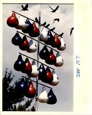 LG951 1991 Original Color Photo PURPLE MARTINS Perched in Gourd Colony Birds picture