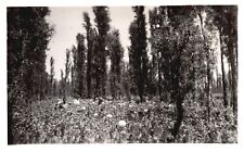 Vintage Postcard View of Growers Picking Harvest Tree Lined Mexico RPPC Photo picture