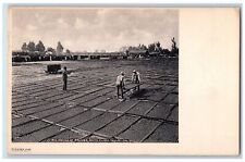 c1905s Sun Drying Prunes Farmers Scene Santa Clara Valley California CA Postcard picture