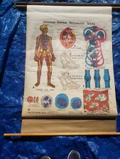 Vintage Denoyer Geppert Pull Down Chart Circulation System 1970 physiology  picture