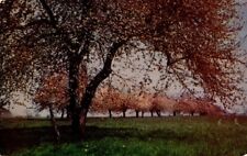 VA-Virginia Apple Blossom Time In Virginia Photo,Herbert Lanks Vintage Postcard picture