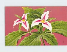 Postcard Beautiful Painted Trillium Flowers picture