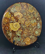 Large Fossil Disc With Natural Conch 416 Million Year Old Crystal Ammonites picture