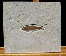 EXTINCTIONS- VERY NICE DETAILED  KNIGHTIA FOSSIL HERRING FISH - READY TO FRAME picture