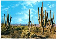 Postcard - Family Group Of Saguaros - Southern Arizona picture