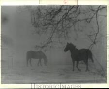 1989 Press Photo Couple of black horses silhouetted in the fog on Williams Blvd. picture