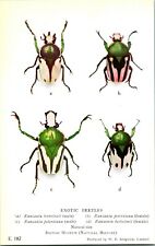 Vtg Postcard 1924-6 British Museum Natural History Exotic Beetles UNP E-187 picture