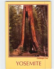 Postcard Clothespin Tree Yosemite National Park Fish Camp California USA picture