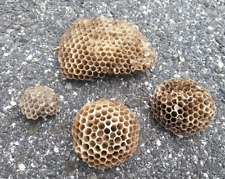 Lot Of 4  Paper Wasp Nest Science Taxidermy Man Cave Decor picture