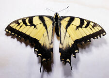 Eastern Tiger Swallowtail: Papilio glaucus (Papilionidae) USA Lepidoptera Insect picture