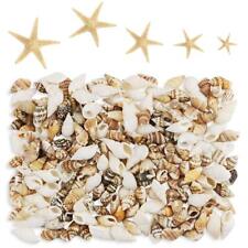 186 Pcs Mini Tiny Sea Shells Mixed Ocean Beach Seashells Natural Starfish for H picture