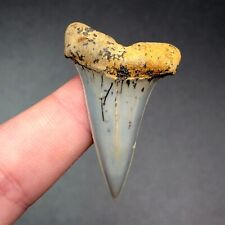Silver Bakersfield Hastalis Fossil Mako Shark Tooth Hill Great White Meg Gem picture