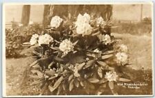 Postcard - Wild Rhododendrons of Washington picture