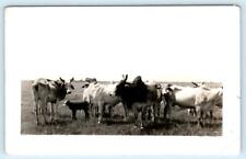RPPC TEXAS Somewhere:  Group of BRAHMA STEERS in PASTURE c1940s Postcard picture