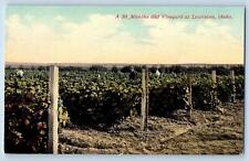 Lewiston Idaho ID Postcard A 30 Months Old Vineyard Scene c1910's Antique Trees picture