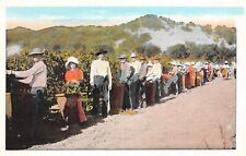D1440 Farm Workers Harvesting Hops in Field Vintage Postcard Pacific Novelty Co. picture