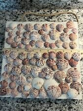 Lot Of 80 Calico Scallop Seashells Florida Sanibel Island Shells Craft Decor picture